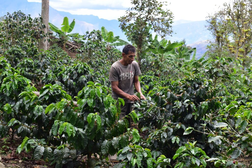 PLANTACIONES NUEVAS